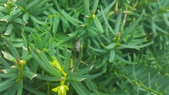 Eurydema gebleri