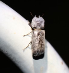 Apatides fortis