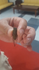 Leptosemia takanonis