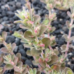 Euphorbia velleriflora