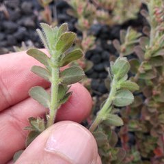 Euphorbia velleriflora