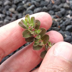 Euphorbia velleriflora