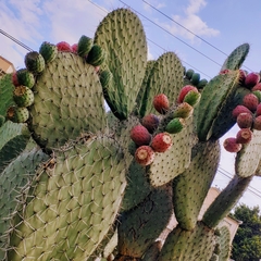 Opuntia streptacantha