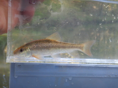 Erimyzon claviformis