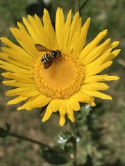 Dianthidium curvatum