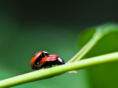 Hippodamia quinquesignata