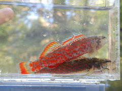 Etheostoma whipplei