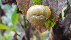 Cepaea nemoralis