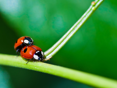 Hippodamia quinquesignata