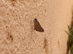 Lerodea eufala eufala