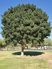Fraxinus papillosa