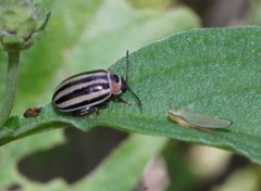 Kuschelina petaurista