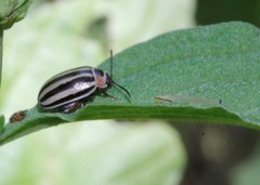 Kuschelina petaurista