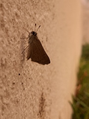 Lerodea eufala eufala