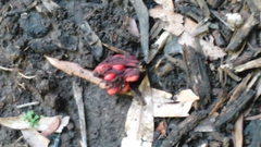 Magnolia