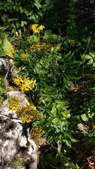 Jacobaea othonnae