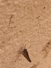 Lerodea eufala eufala