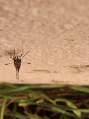 Lerodea eufala eufala