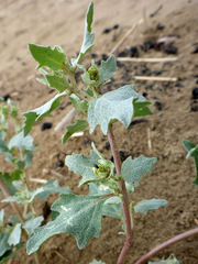 Atriplex laciniata