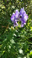 Aconitum nasutum