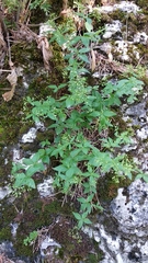 Galium valantioides