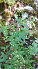 Galium valantioides
