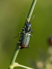 Clanoptilus geniculatus