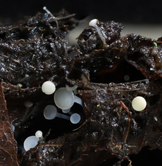 Hymenoscyphus caudatus