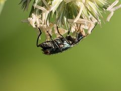 Clanoptilus geniculatus