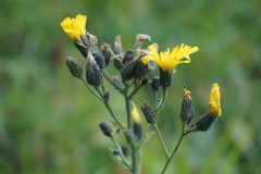 Hieracium prenanthoides