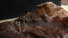 Hymenoscyphus caudatus