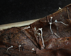 Hymenoscyphus caudatus