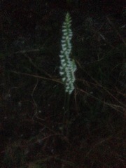 Spiranthes magnicamporum