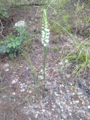 Spiranthes magnicamporum