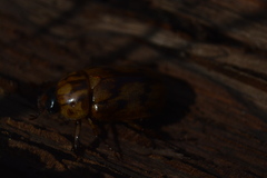 Cyclocephala weidneri