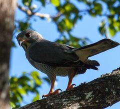 Kaupifalco monogrammicus