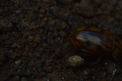 Cyclocephala weidneri