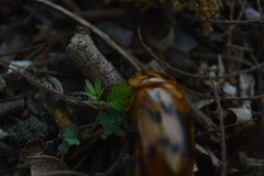 Cyclocephala weidneri