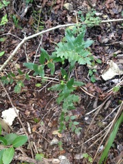 Lithospermum helleri