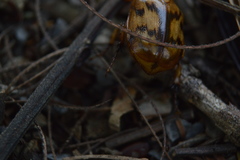 Cyclocephala weidneri