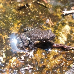 Eleutherodactylus nitidus
