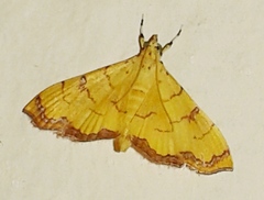 Isocentris charopalis