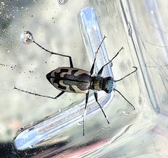Cicindela lengi