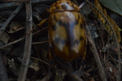 Cyclocephala weidneri