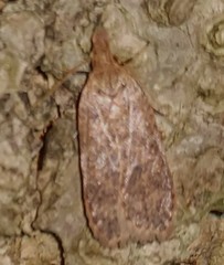 Agonopterix thelmae