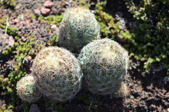 Coryphantha neglecta