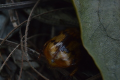 Cyclocephala weidneri