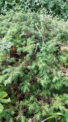 Juniperus communis hemisphaerica