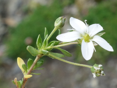 Arenaria ciliata, photograph 6