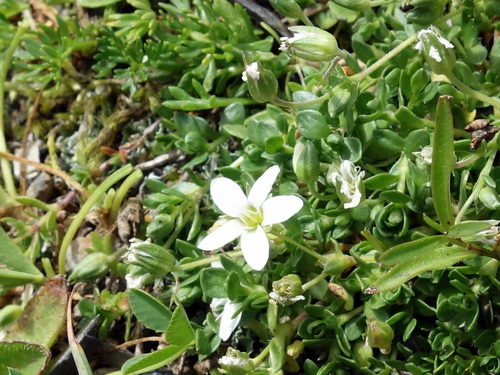 Arenaria ciliata, photograph 3